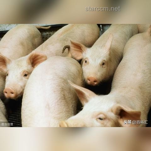 “6年时间，上涨800%后暴跌98%，‘人造肉网红’Beyond Meat的溃败”案例研究